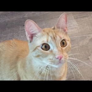 Meet your Posher, Jamie